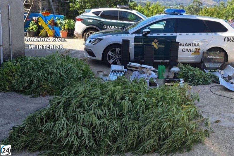 Dos vecinos de Tui investigados por cultivo ilegal de marihuana