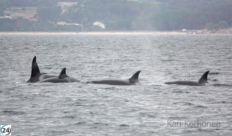 Cuatro orcas de la familia de la icónica 'abuela Toñi' avistadas en la ría de Arousa