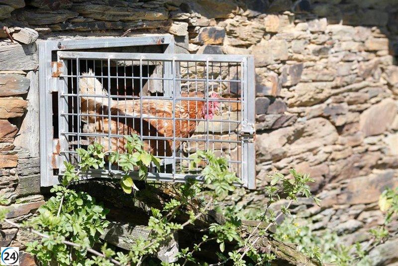 Aviario en alerta: 7 municipios gallegos restringen la producción avícola por gripe aviar.