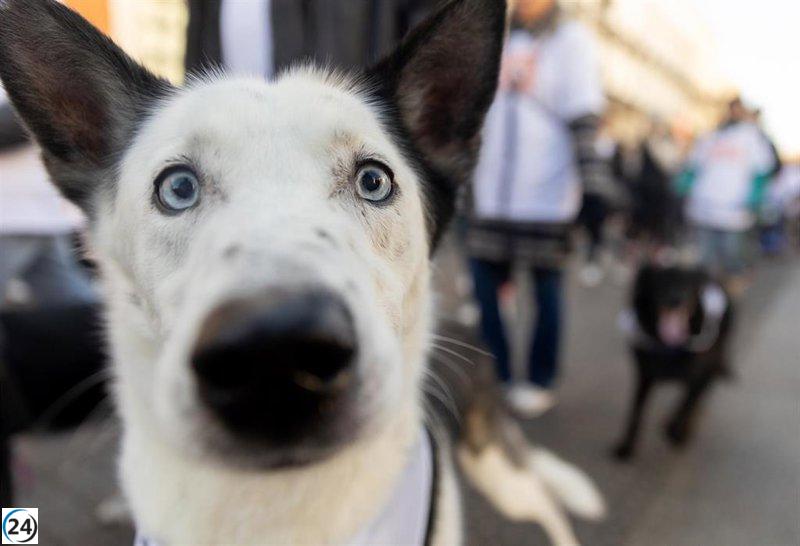 A partir de este sábado, se abre el plazo para solicitar ayudas de la Xunta para la adopción de mascotas rescatadas.