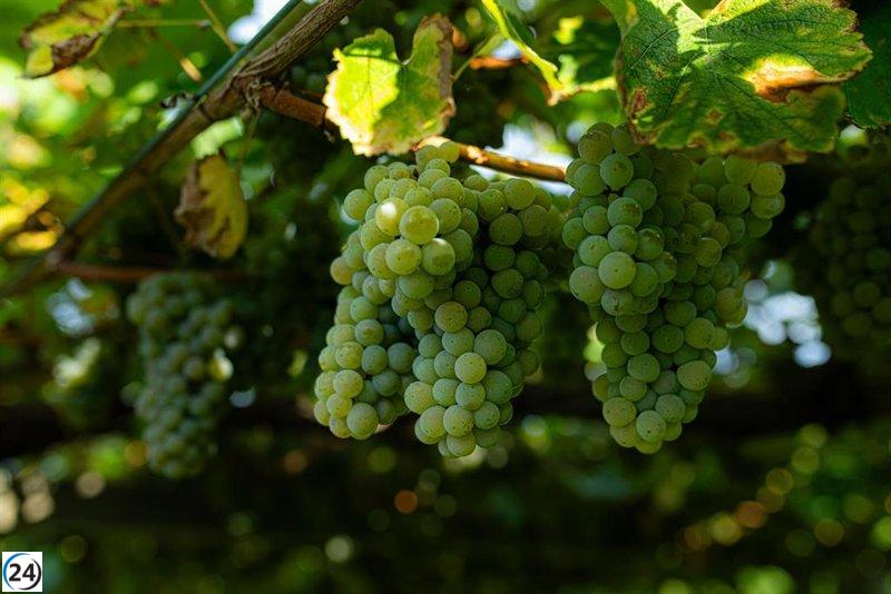UU.AA. propone implementar la cosecha en verde en Galicia para enfrentar la crisis del sector vitivinícola.