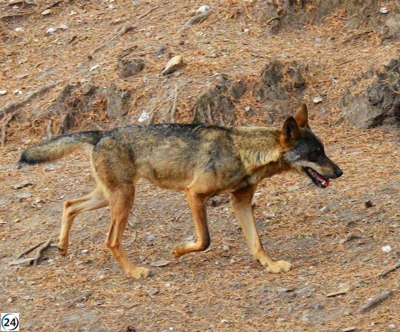 Galicia permite el monitoreo del lobo en situaciones de daño, pero prohíbe su caza en general.