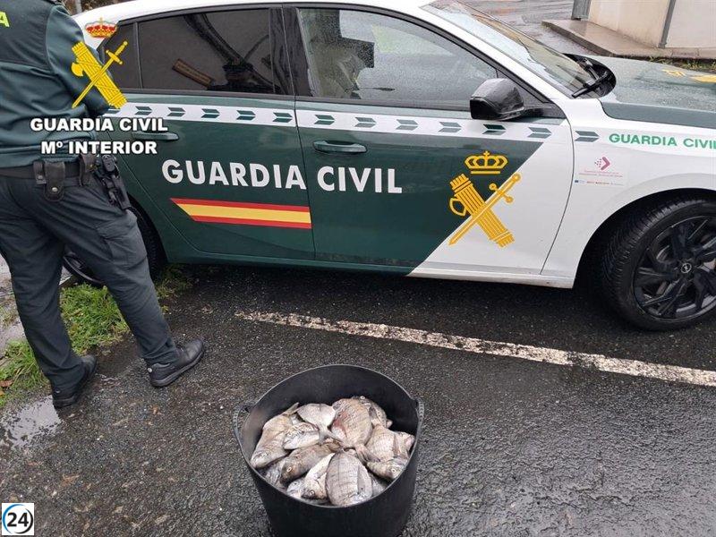 Detienen a dos pescadores en Valdoviño con 30,5 kilos de sargos ilegales.