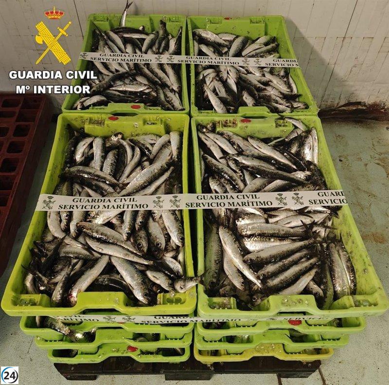 La Guardia Civil intercepta más de 200 kilos de sardinas no registradas en Corcubión.