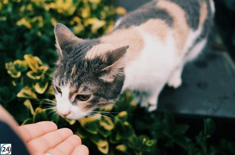 Europa intensifica regulaciones sobre la tenencia de mascotas; Galicia acoge a más de 700,000 perros y gatos.