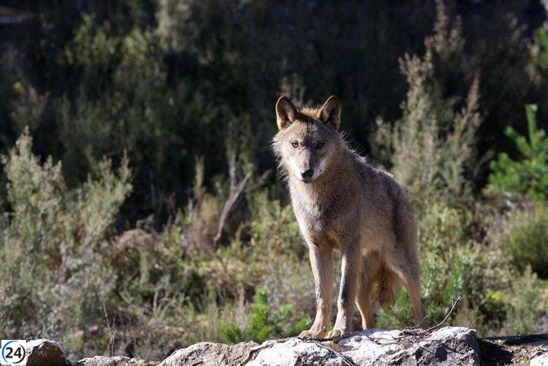 La Xunta propone cazar lobos en Galicia para apoyar su reintroducción en otras comunidades.