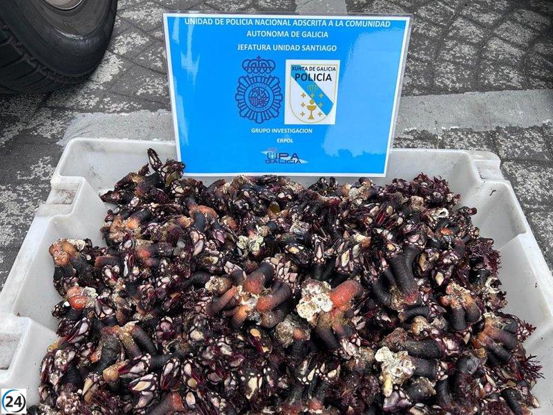 Desmantelan red de furtivismo en A Coruña: incautan más de 13 kilos de percebe.