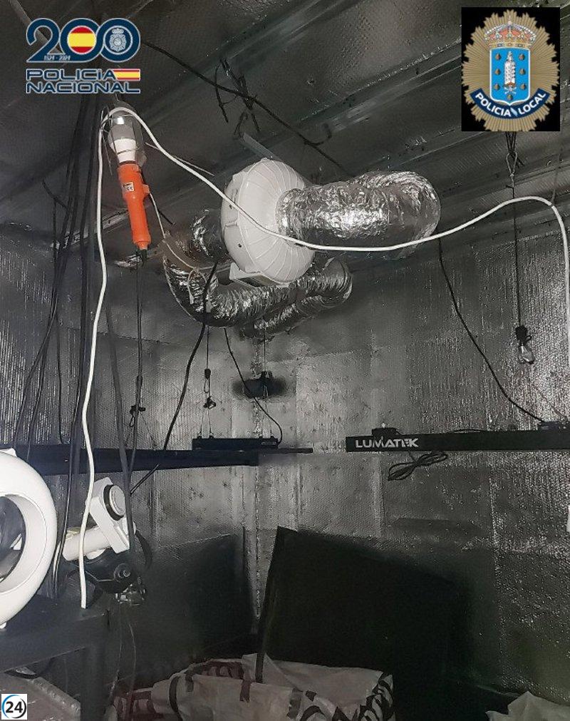 Detenido en A Coruña por cultivar marihuana en su vivienda.