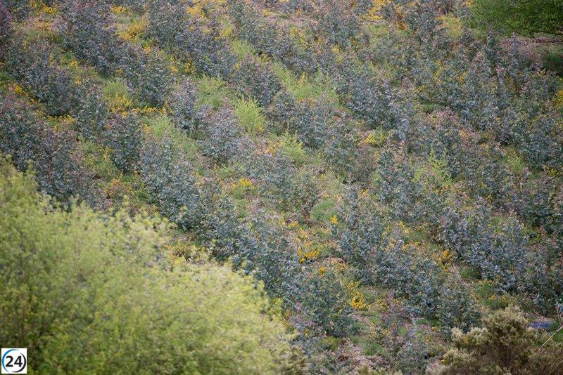 Un hombre ofrece 500 euros a un agente ambiental para llevar a cabo plantaciones ilegales en Touro.