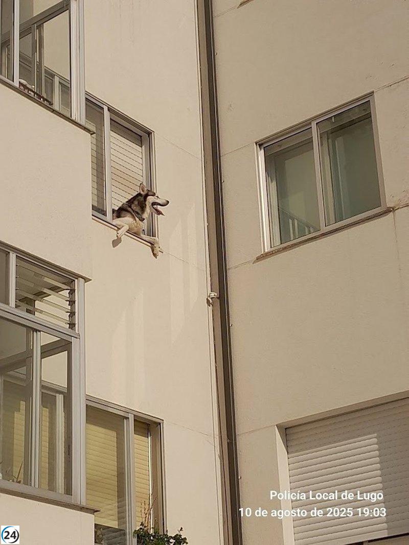 Salvan a un perro en Lugo que quedó atascado en una ventana.