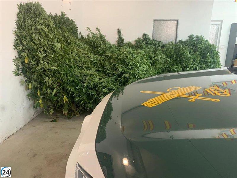 Detenido en Ribas de Sil (Lugo) por cultivar 41 plantas de cannabis de hasta 2 metros.