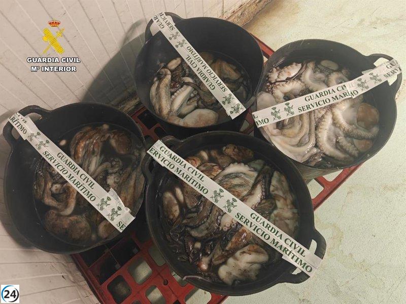 Intercepción de 104 kilos de pulpo en Lorbé durante traslado a camión.