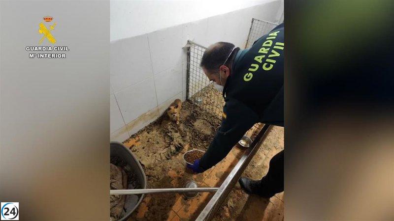 Descubren un criadero ilegal en Ordes con 250 cuerpos y 171 animales en grave peligro.