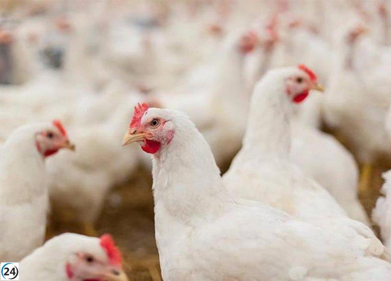 Confinamiento obligatorio de gallinas en 40 municipios de Galicia a partir del 10 de noviembre por brote de gripe aviar.