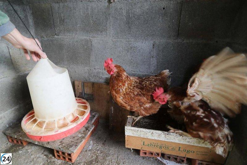 La Xunta confina gallinas para contener la gripe aviar durante la temporada de migración.