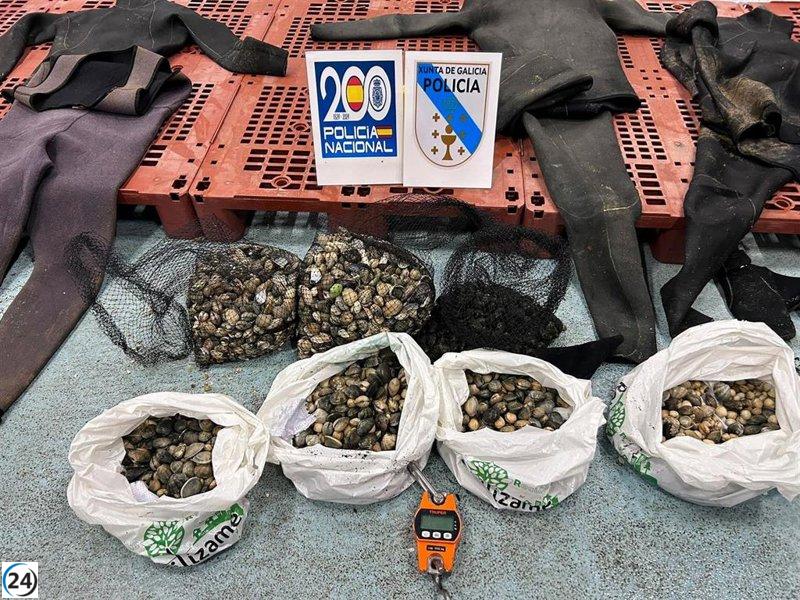 Arrasan con más de 31 kilos de almejas y berberechos en un operativo contra la pesca ilegal en Boiro.