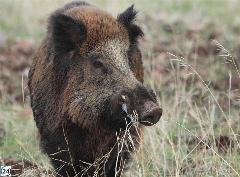 Agricultores y ganaderos exigen a la Xunta acciones alternativas contra el jabalí.