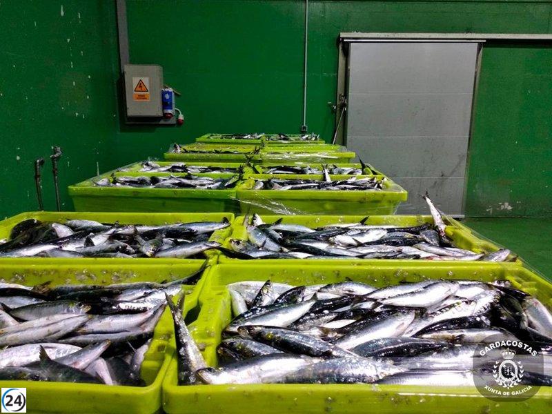 Descubierto un alijo de 655 kilos de sardinas en el puerto de Malpica en A Coruña.