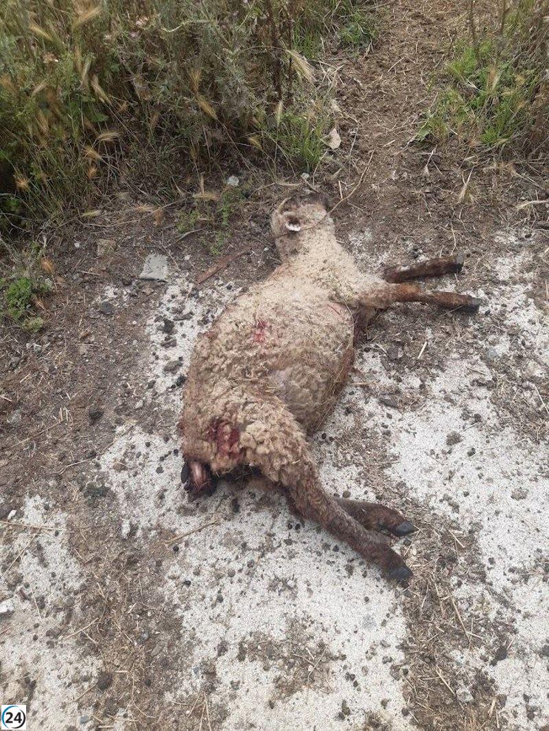 Perro causa muerte de cordero en ataque a rebaño de ovejas en Lugo.