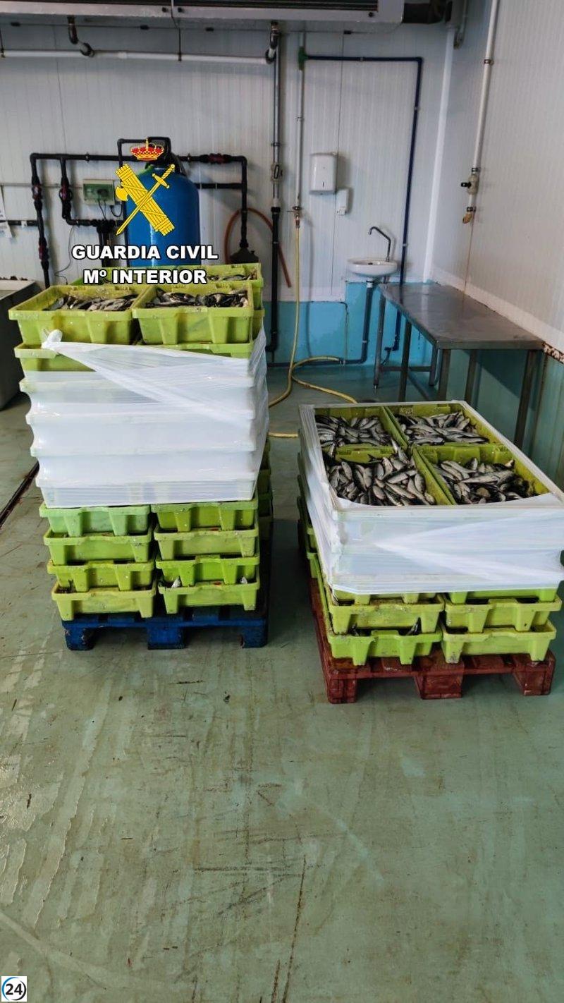La Guardia Civil decomisa 700 kg de sardina en Ribeira