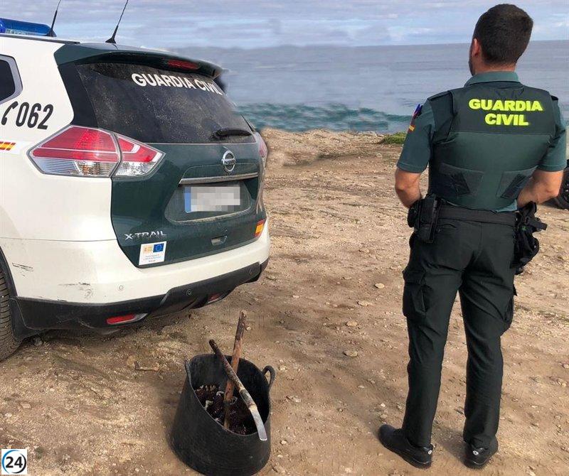 Incautados 19 kg de percebes de furtivismo en Caión (A Coruña) por la Guardia Civil