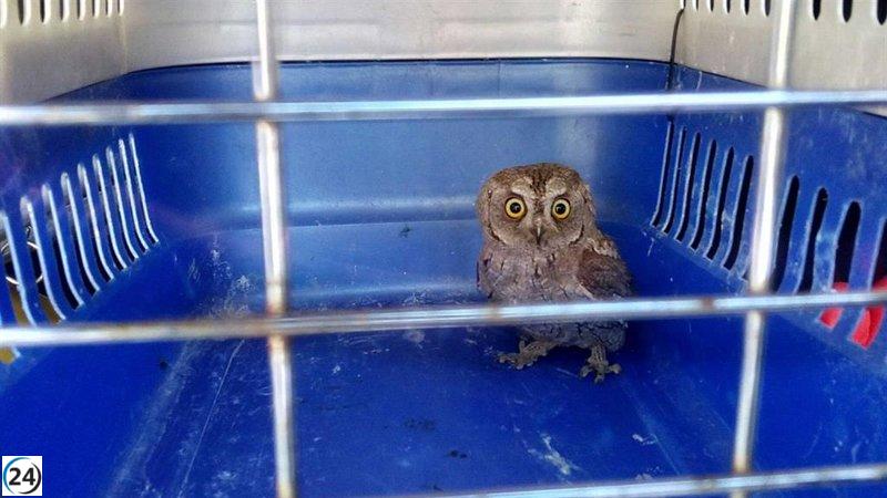Rescatan búho bebé en edificio comunitario de Vigo
