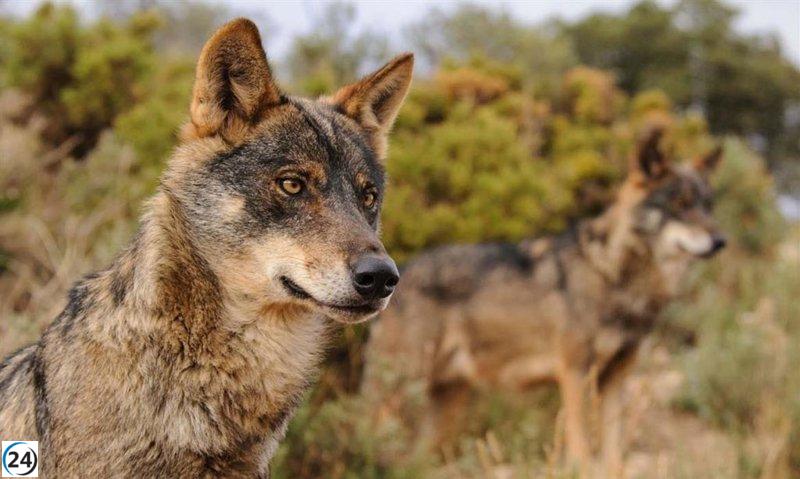 La Xunta celebra la evaluación de Bruselas para flexibilizar protección del lobo en la UE.
