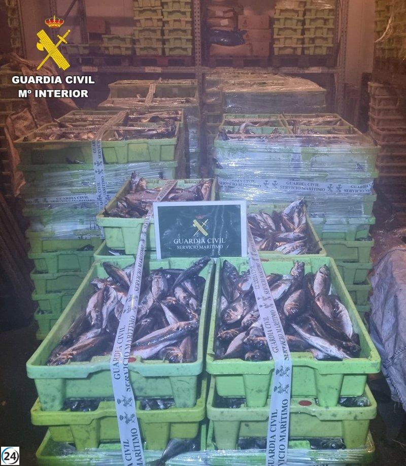 Decomisan más de 3 toneladas de jurel en el puerto de Camariñas (A Coruña)