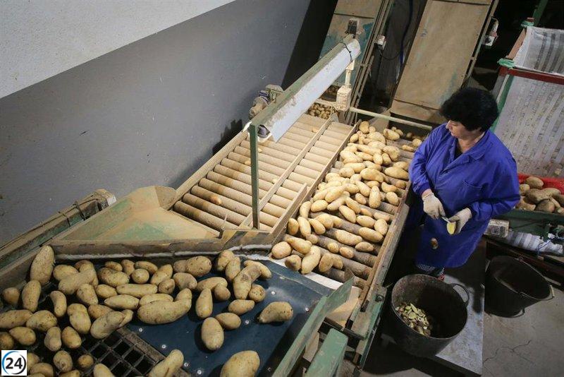La lluvia retrasa la cosecha de patata, mientras la demanda externa mantiene los precios entre 0,40 y 0,60 €/kg.