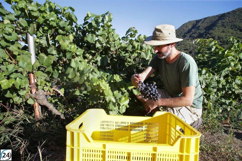 Récord histórico: La vendimia de Ribeira Sacra concluye con éxito, aumentando la cosecha gallega a 76,8 millones de kilos.