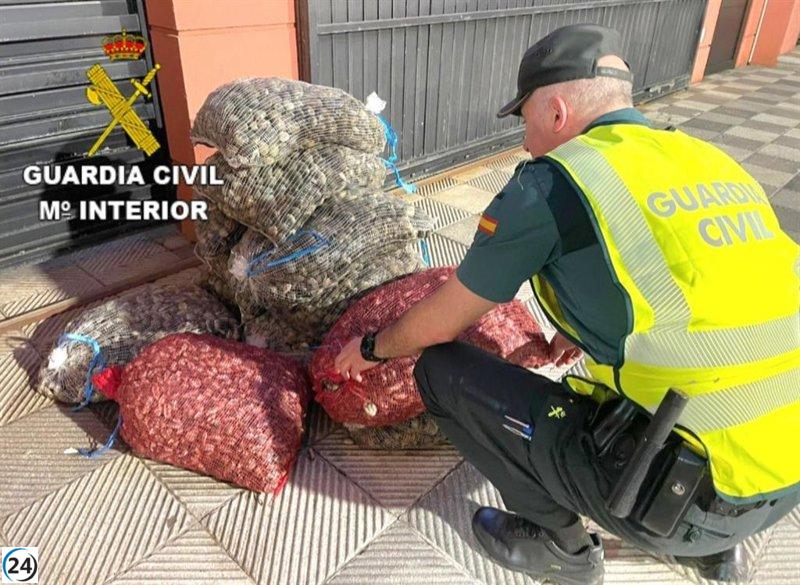 Inmovilizado en Cangas (Pontevedra) vehículo con 250 kilos de almeja sin debida documentación importada de Portugal.