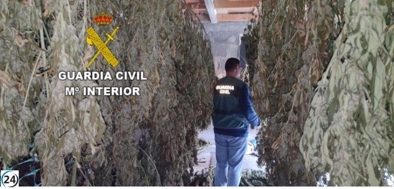 Desmantelan red en Lalín y Silleda dedicada al cultivo y distribución de marihuana