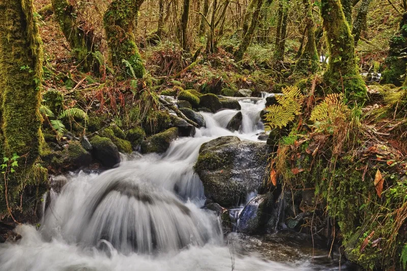 Parque Natural Fragas do Eume: el bosque atlántico mejor conservado de Europa