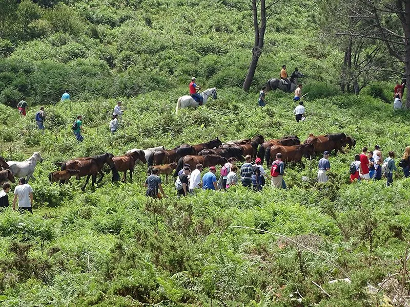 La Rapa das Bestas en Sabucedo