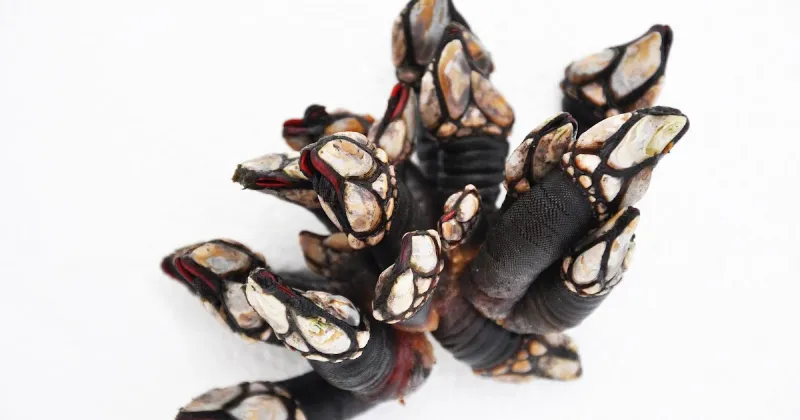 El homenaje al percebe gallego en Bruselas